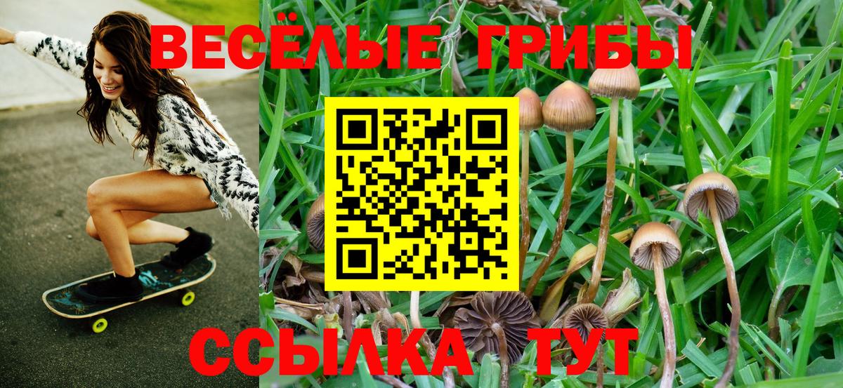 Ачхой-Мартан  Галлюциногенные грибы GOLDEN TEACHER  Вход с VPN 